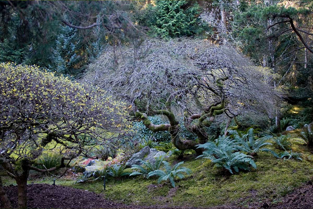 The Glen at Bloedel Reserve