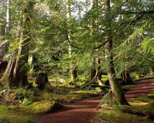 the moss garden at Bloedel Reserve