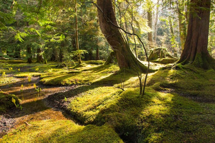 moss on the forest floor