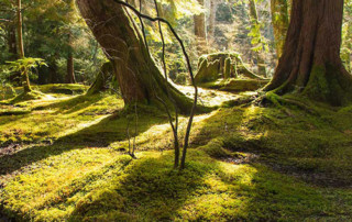 moss garden forest at Bloedel Reserve