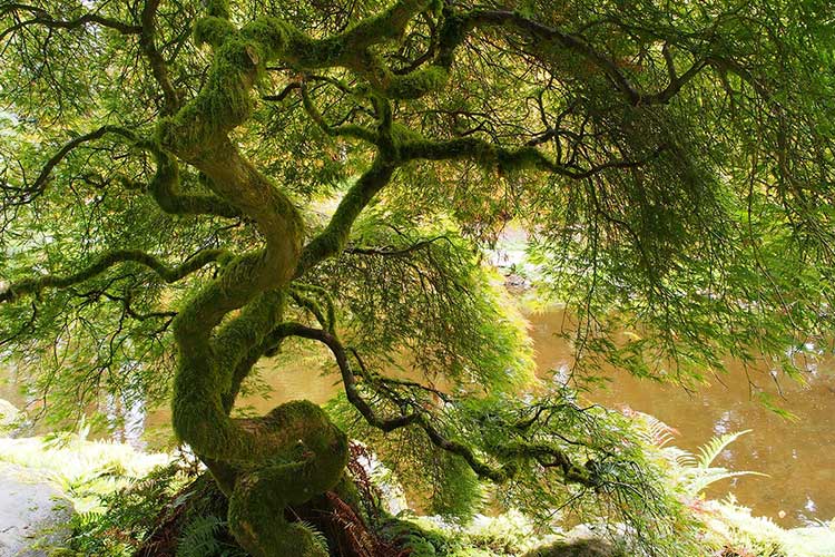 beautiful tree covered in moss at Bloedel Reserve