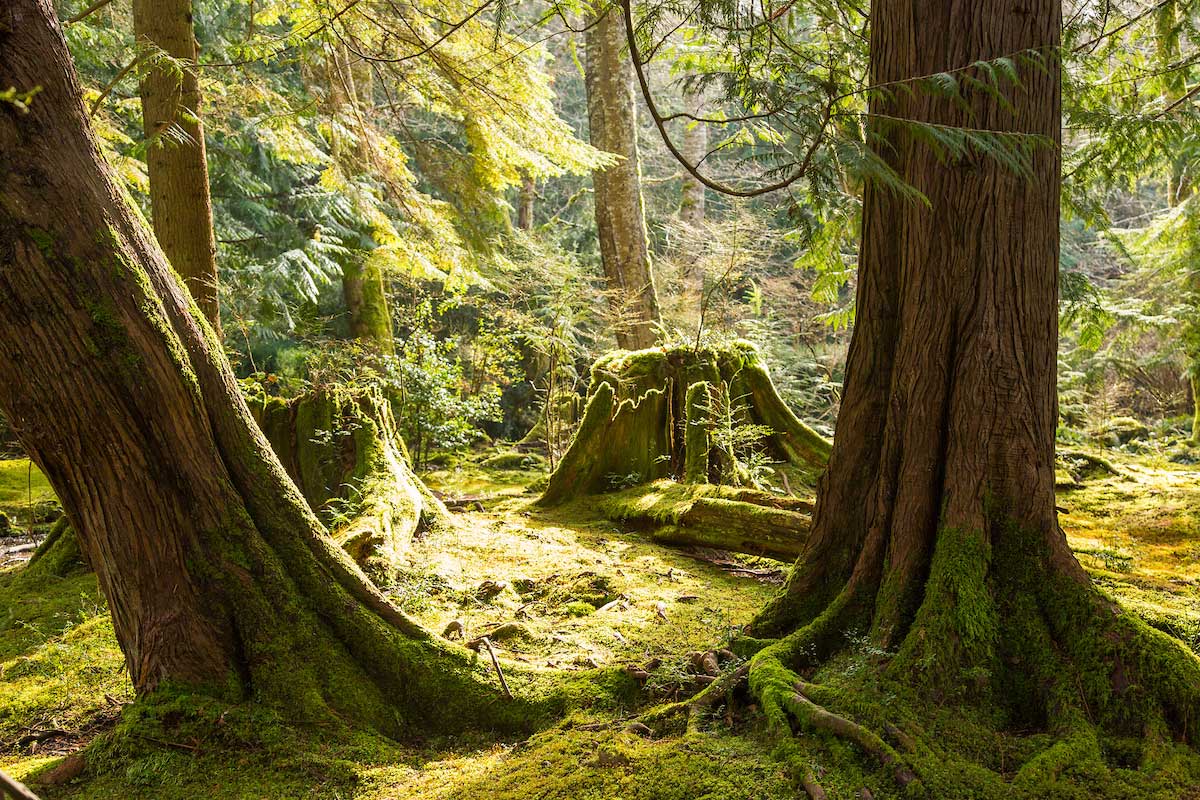 moss covered trees