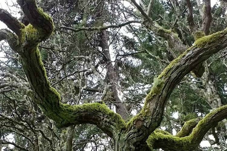 Tree limb scaffold