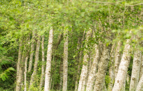 birch