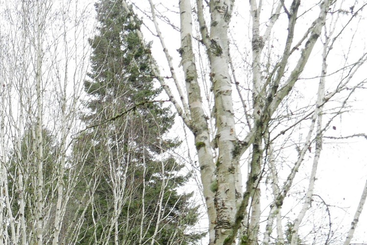 winter birch conifer sky