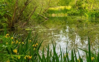 Bird Marsh, pond, flowers