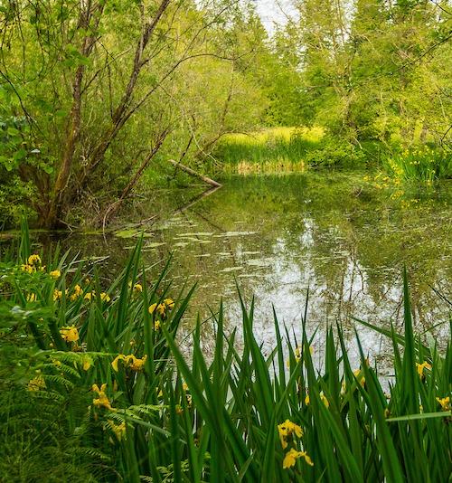 Bird Marsh, pond, flowers