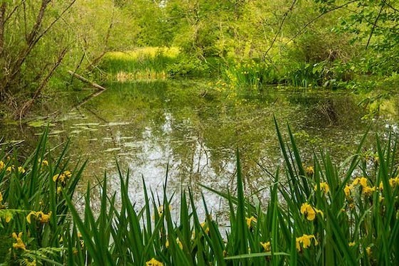 wild flower covered marsh at bloedel reserve