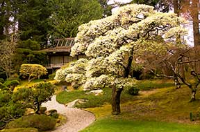 Willow tree, Japanese Garden Bloedel Reserve