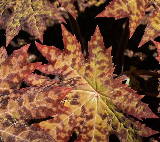 Fall leaves closeup red yellow