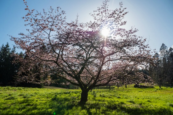 Flowering tree backlit sun
