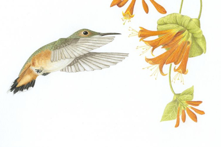 MT Rofous hummingbird art