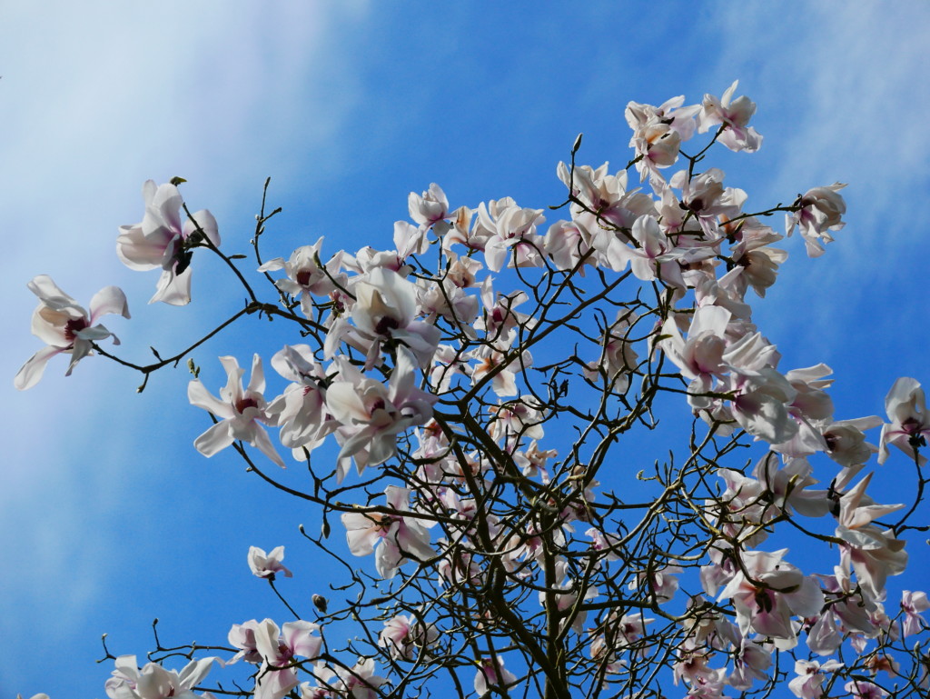 Mysterious Magnolias Garden Tour