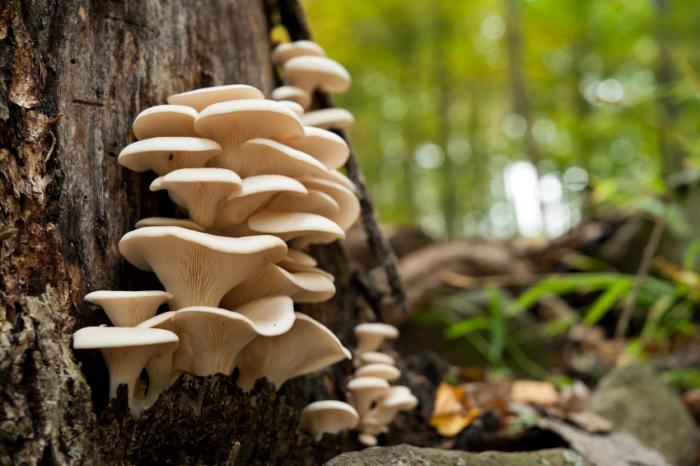 Oyster mushrooms fungi