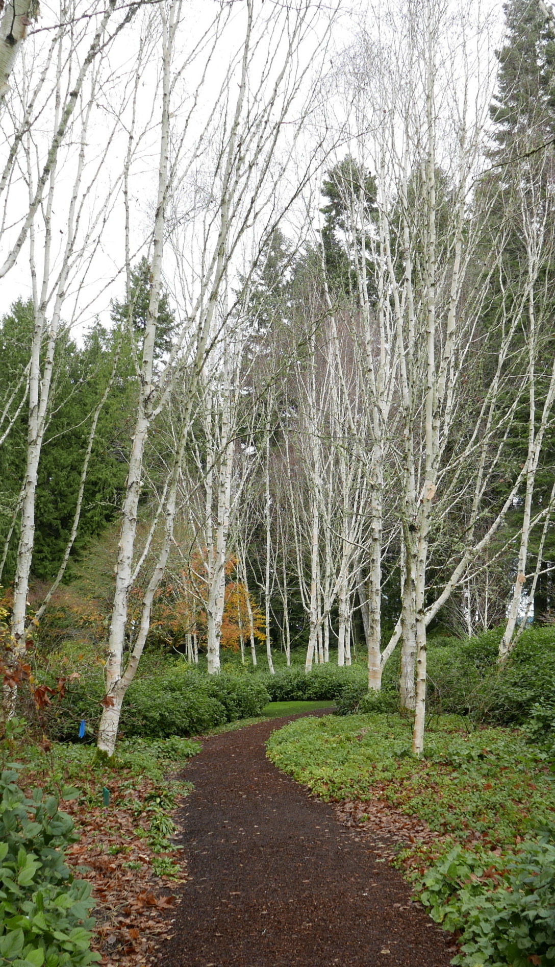 winter birch trail I