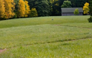 meadow