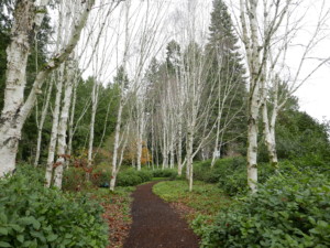 winter birch trail I