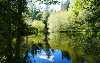 bird marsh reflection 3