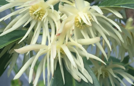 Star anise in bloom.