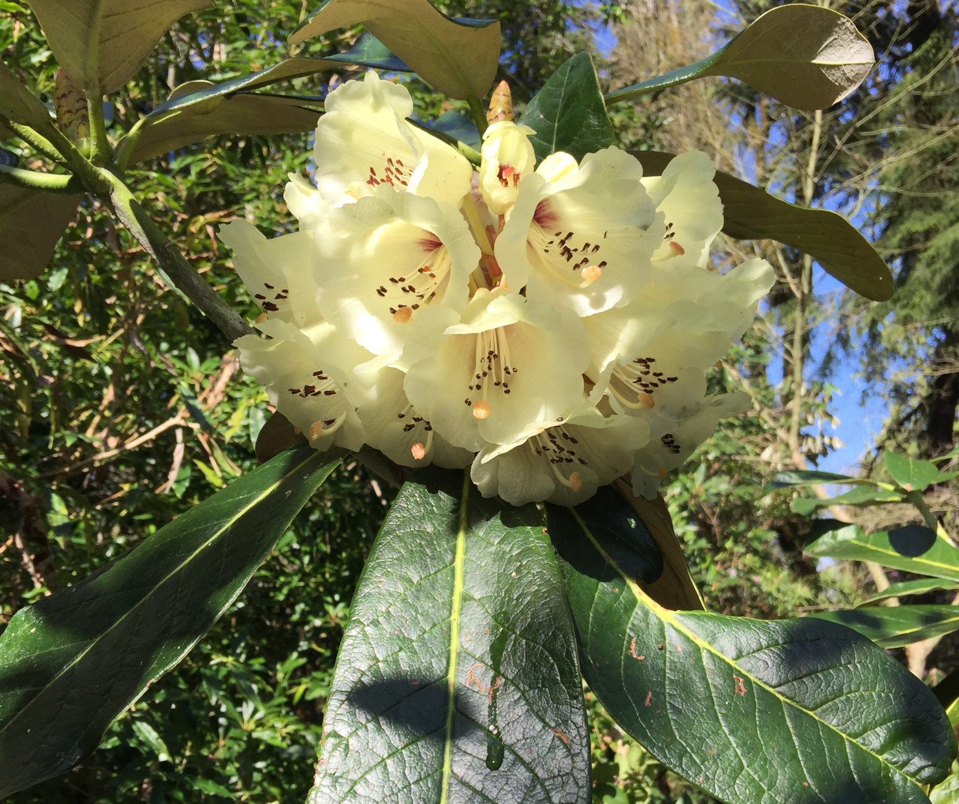 Rhododendron in the glen.