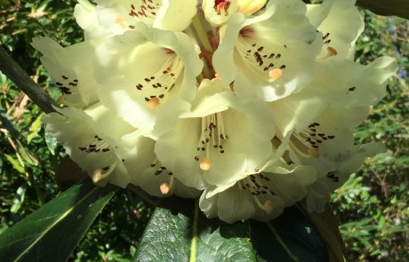 Rhododendron Macabenum at Bloedel Reserve