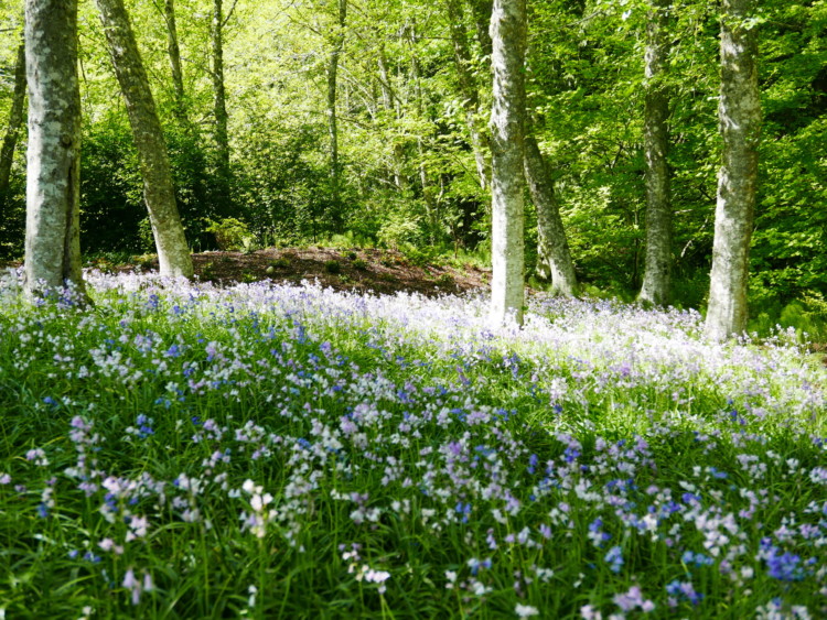 Bird Marsh in Bloom 2019