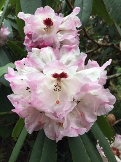 Rhododendron at Bloedel Reserve