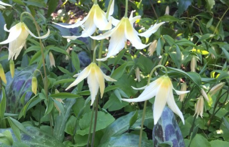 Erythronium and ephemerals at Bloedel Reserve