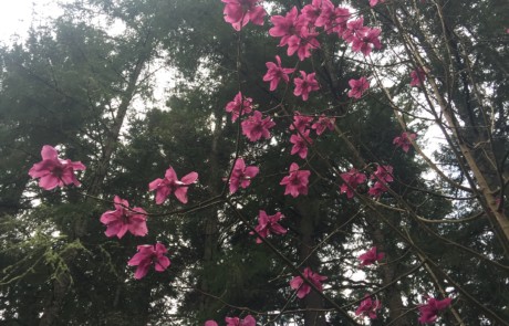 Lanarth Magnolia at Bloedel Reserve