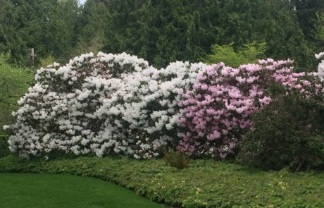 Rhododendron at Bloedel Reserve