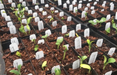 Squash seedlings at Bloedel Reserve