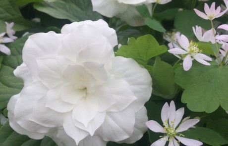 Trillium Grandiflorum at Bloedel Reserve