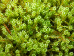 Bent-leaf Moss at Bloedel Reserve
