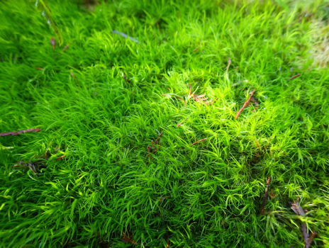 Mahoney's Garden Centers  7 Philodendron - Verrucosum w/Moss