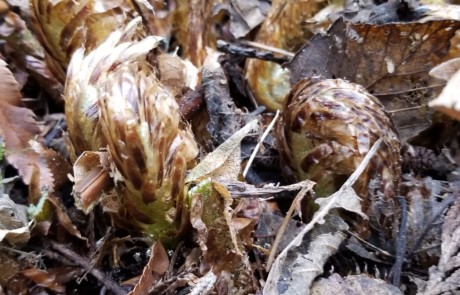 Fiddleheads Close-up at Bloedel Reserve