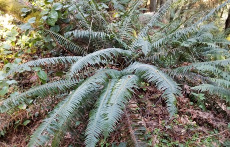 Cutting Back Ferns at Bloedel Reserve