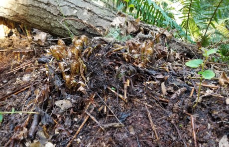 Trimming Ferns at Bloedel Reserve