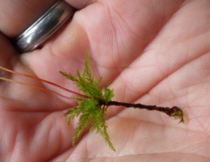 Menzie's Tree Moss at Bloedel Reserve