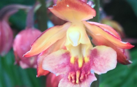 Calanthe orchid blooming at Bloedel Reserve