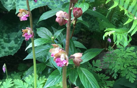 Calanthe orchids at Bloedel Reserve