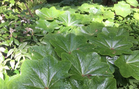 Podophyllum pleianthum at Bloedel Reserve