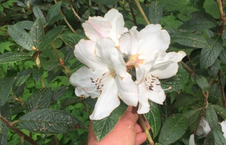 Rhododendron edgeworthii at Bloedel Reserve