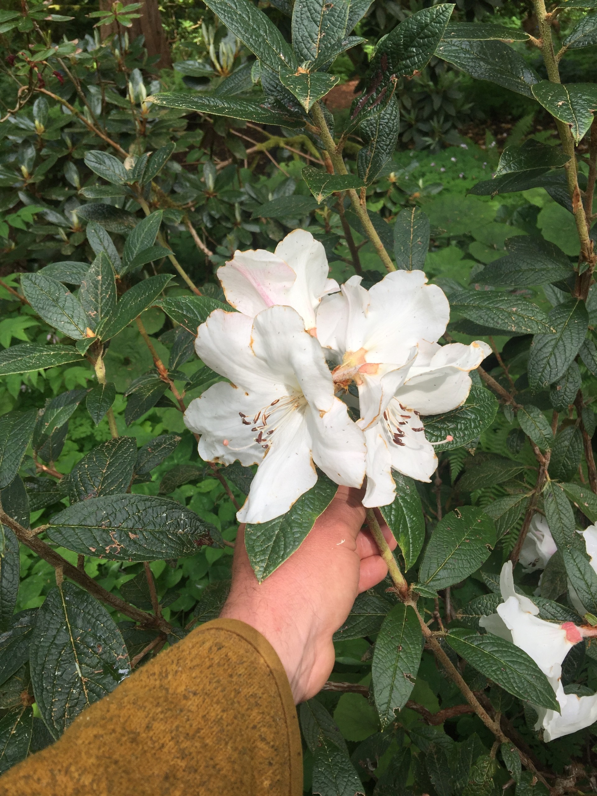 Rhododendron edgeworthii at Bloedel Reserve