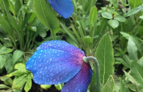 Meconopsis-x-sheldonii at Bloedel Reserve