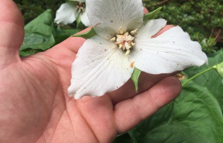 Trillium flexipes at Bloedel Reserve