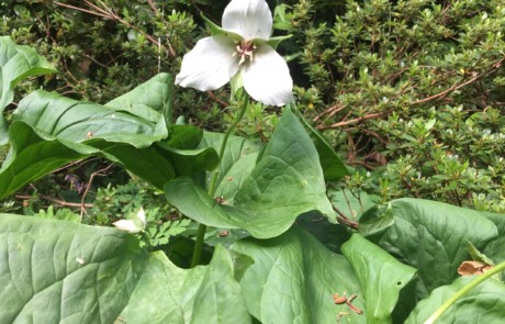 Trillium flexipes in bloom at Bloedel Reserve