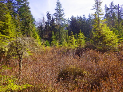 Islandwood Bog