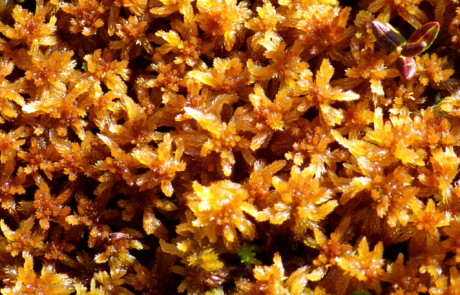 Brown Sphagnum Moss Cultivation at Bloedel Reserve