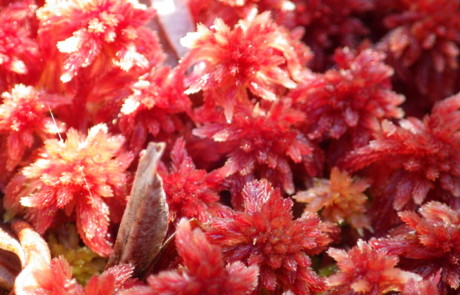 Red Sphagnum Moss Cultivation at Bloedel Reserve