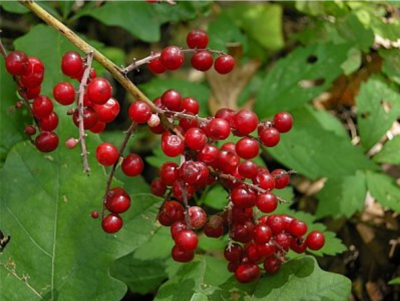 False Solomon's Seal at Bloedel Reserve